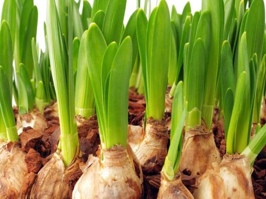 Thinkstock-91828970_forcing-bulbs-paperwhites_s4x3_lg