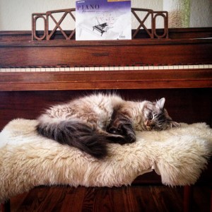 gilded interiors honey cat