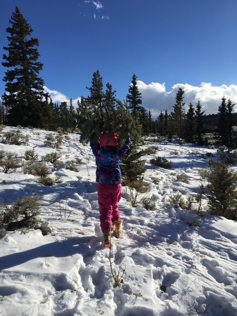 colorado christmas tree