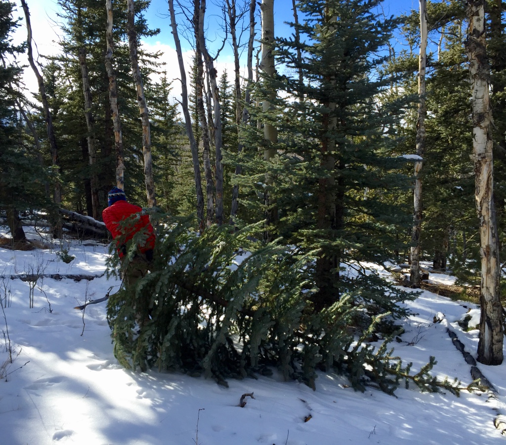 Cutting your own tree