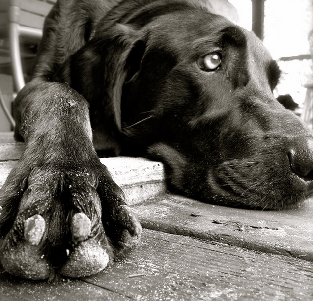 denver custom furniture