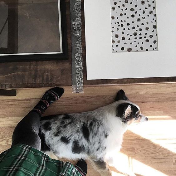 colorado pets at home