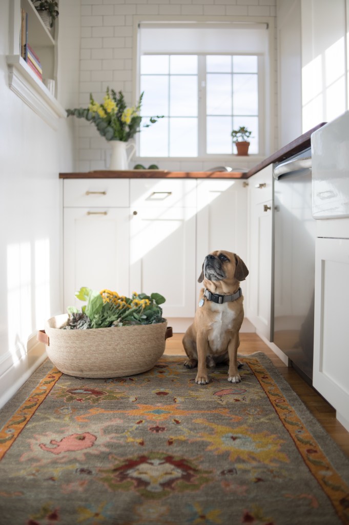 dog in kitchen