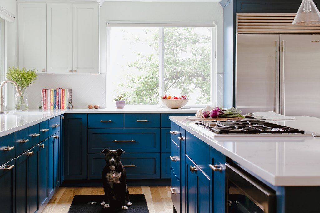 dog in blue and white kitchen